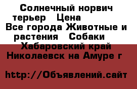 Солнечный норвич терьер › Цена ­ 35 000 - Все города Животные и растения » Собаки   . Хабаровский край,Николаевск-на-Амуре г.